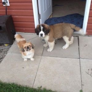 Meet your Posher, Annie